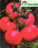 供应优质番茄粉贵妃007（西红柿）种子种苗