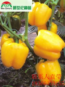 供应优质高产彩椒世纪达种子种苗