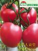 供应番茄粉贵妃种子种苗