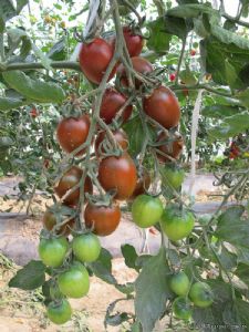 供应福祺紫露—番茄种子