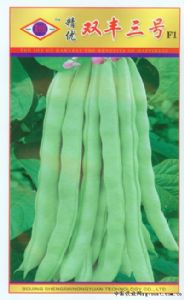 供应双丰三号—菜豆种子