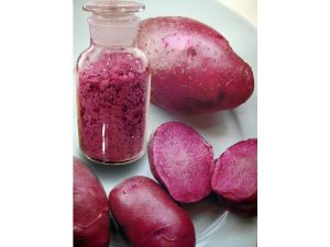 供应彩色土豆种子