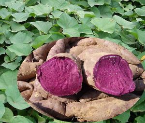 供应紫色山芋粉