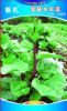 供应紫藤木耳菜—木耳菜种子