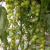 供应太空绿钻—番茄种子