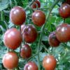 供应太空黑钻—番茄种子