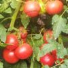 供应宇航3号—番茄种子
