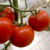 供应宇航4号—番茄种子