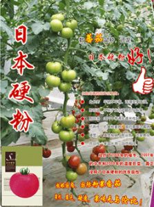 供应日本硬粉—番茄种子