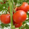供应温室优质西红柿