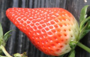 供应福山区甜宝草莓