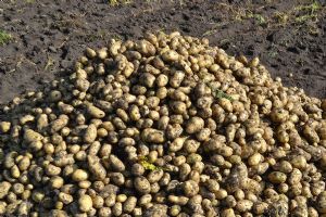 供应荷兰七号原种一代—土豆种子