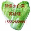 供应北京3号大白菜—白菜种子