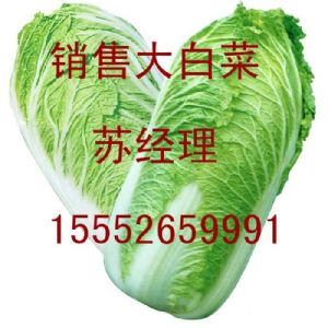 供应北京3号优质大白菜