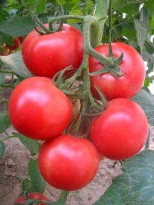 供应大量优质西红柿