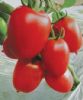 供应沃德红冠—番茄种子