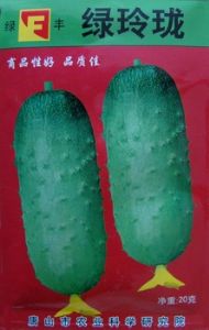 绿玲珑——黄瓜种子
