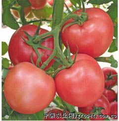 供应110春禧（改良种）番茄—番茄种子