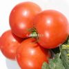 供应万能阳光—番茄种子