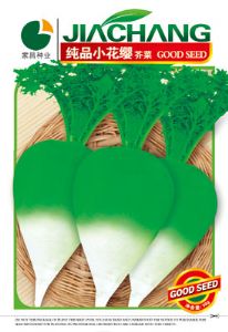 纯品小花缨芥菜--芥菜种子