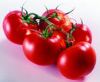 供应番茄等各类市场蔬菜