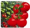夏金石168石头番茄--番茄种子