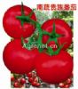 南蔬贵族番茄——番茄种子