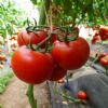 供应美卡利亚—番茄种子