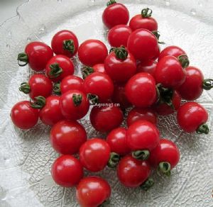 供应秀玲—番茄种子