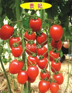 供应贵妃—小番茄种子