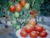 供应西红柿1108－番茄种子