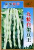 供应九粒白架豆王—菜豆种子