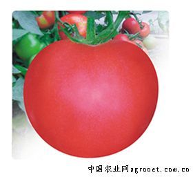 供应威敌2号番茄—番茄种子