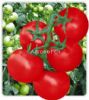 南蔬欧冠番茄——番茄种子