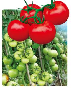 供应金石头王子2号番茄——番茄种子