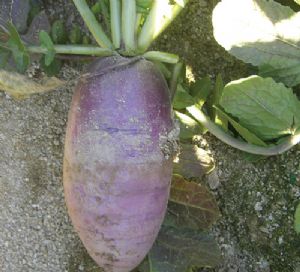 供应紫妃萝卜—萝卜种子