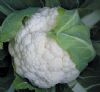 供应雪福—花椰菜种子