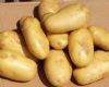 供应荷兰15土豆