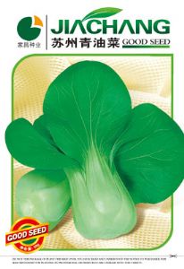苏州青油菜——白菜种子