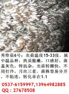 供应袖珍菇菌种