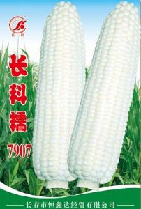 供应长科糯7907—菜用玉米种子