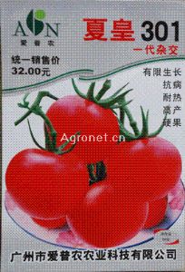 供应夏皇301番茄—番茄种子