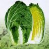 供应大绿春黄—白菜种子