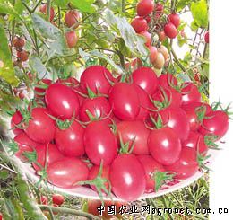 供应圣桃小番茄—番茄种子