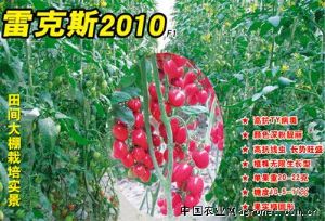 供应雷克斯F1－高抗TY番茄种子