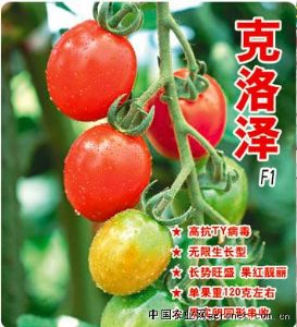 供应克洛泽F1－高抗TY番茄种子