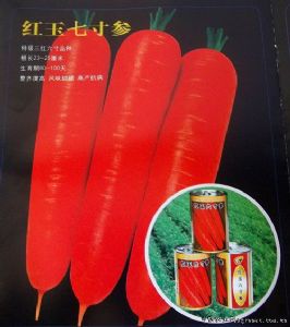 供应红玉七寸参—胡萝卜种子