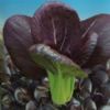 供应紫色油菜种子