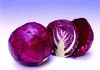 供应紫甘榄
