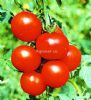 供应阿乃兹FA-189西红柿—番茄种子
